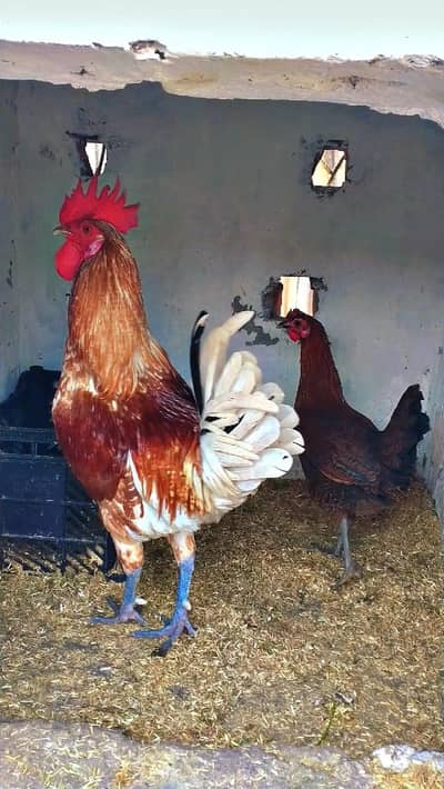 Dasi Pair lohman brown male golden misri female