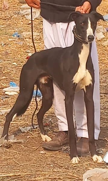pure tazi male train healthy and active for sale