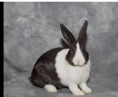 Desi rabbits price normal q k foran sale krny ha full bare rabbits ha