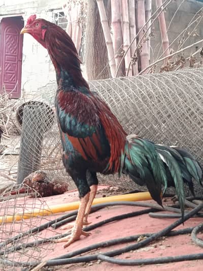 Pure Mianwali Lakha Aseel Pair