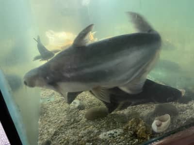 BLUE LINE SHARK AND BUTTERFLY KOI