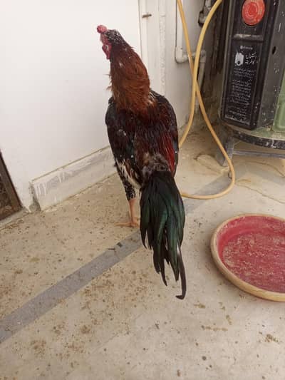 Aseel Murgha For sale