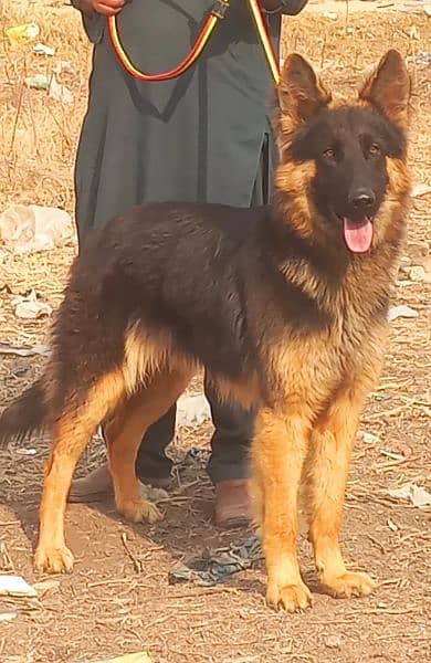 pure king shepherd long caot male show quality dubble body healthy act