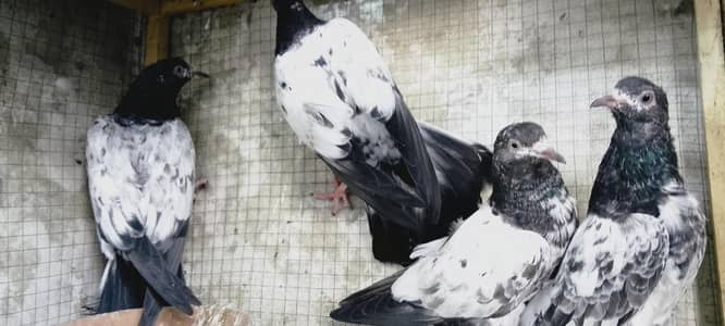 Taddy Golden kasuri kamager patha pathi