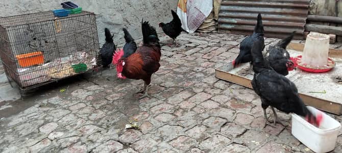 Pure Asterloop egg laying