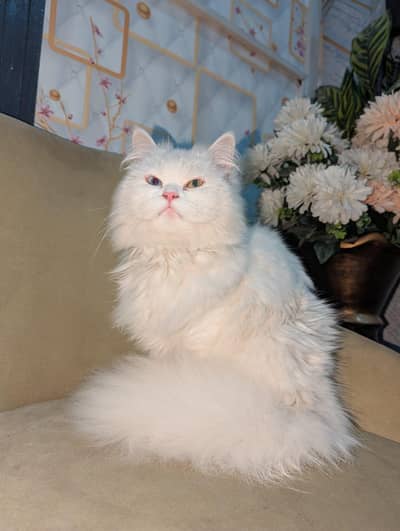 persion cat with odd eyes