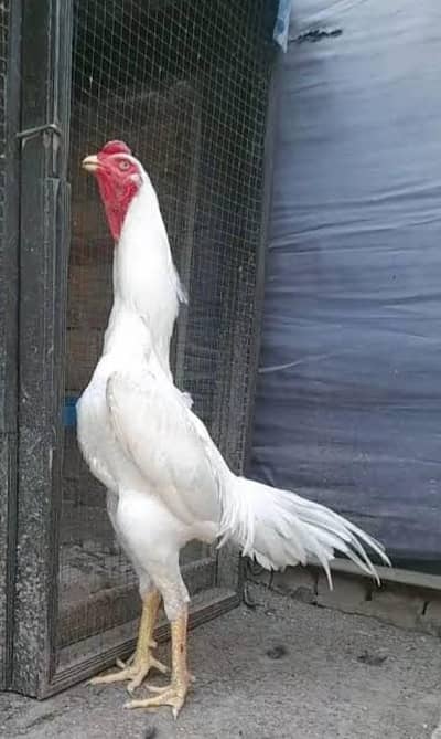 king size white o shamo male available