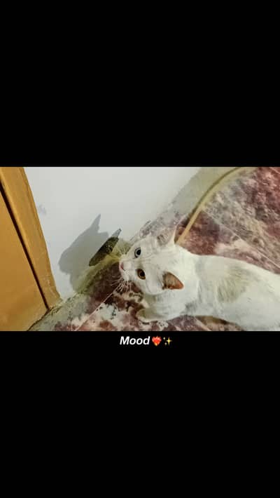 Elegant 2-Year-Old Persian Meet a sophisticated companion who has out