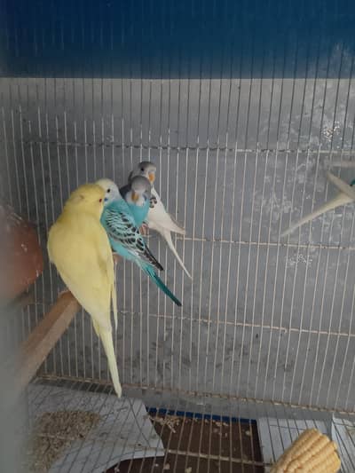 BUDGIES FOR SALE