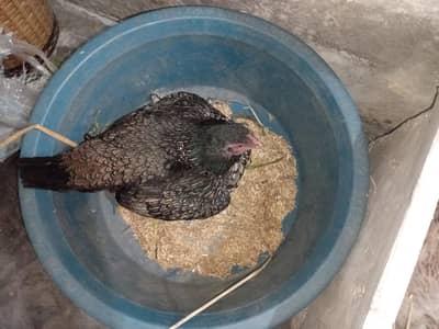 kurak aseel Madi 03350661457