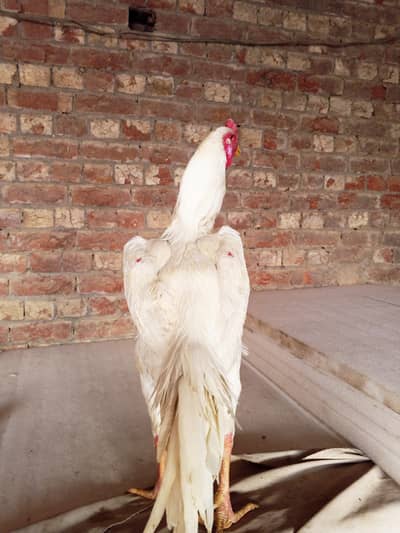 German white o Shamu  breeder mail available