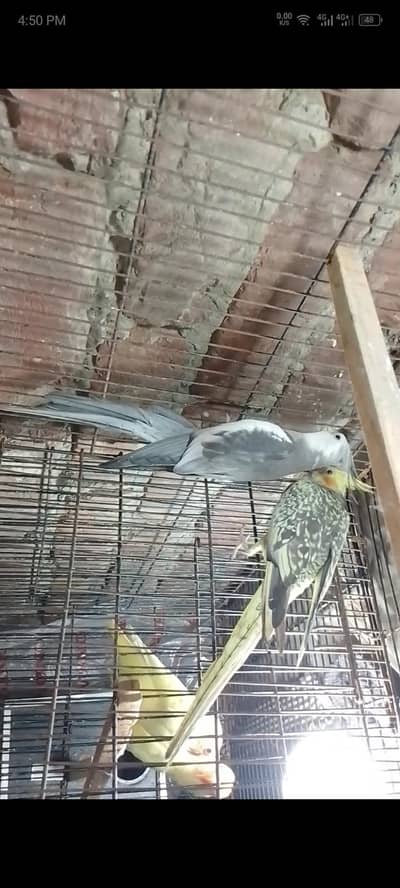 love birds | cockatiel breeder pair | parrots | cocktail | love birds