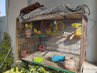 Australian bajri parrots