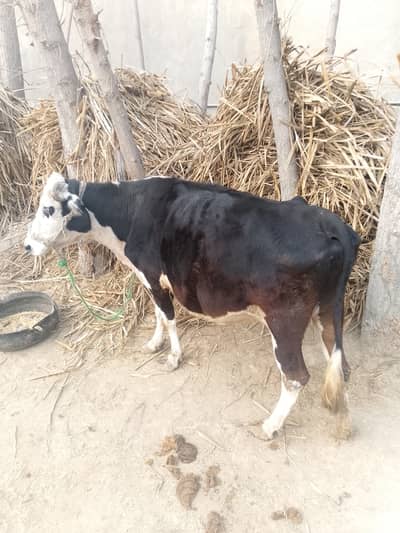 Selling asli jarsy cow