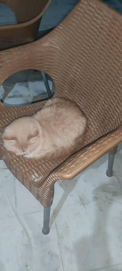 Persian cat for sell