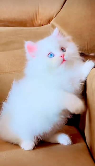 Cat | Persian | kittens | fluffy | fancy | 3 coated in low Price