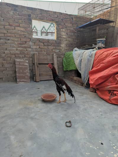 MUSHKA AND JAGEERI SAL