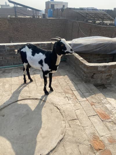 Bakri for sail 1/2 month hoa ha bani ha