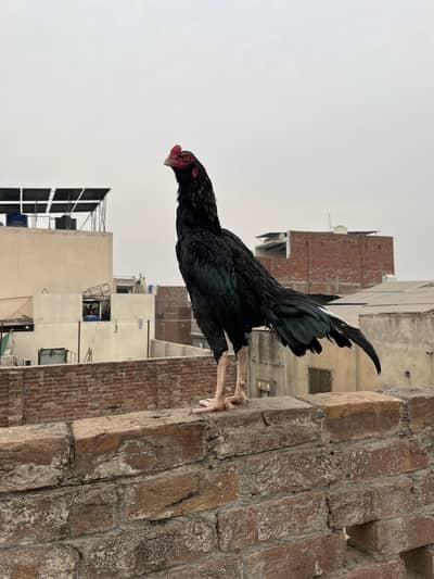 Pair of Aseel mushka