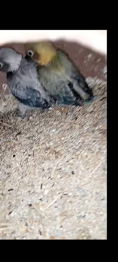 pair with 3chicks for sell