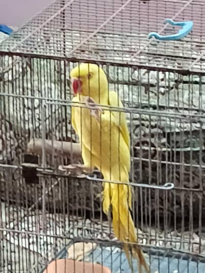 YELLOW AND GREEN RINGNECK FEMALE