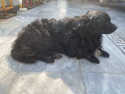 Super Cute & Fluffy Black Long-Hair Boy – Jack ‍