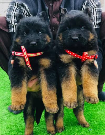 German shepherd puppy