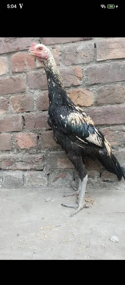 Aseel patha for sale