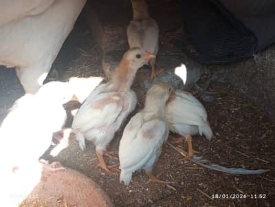 Aseel Chicks Available for sale