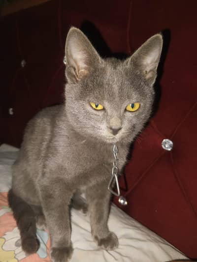 British shorthair cat