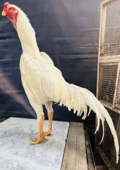 high quality shamo pair