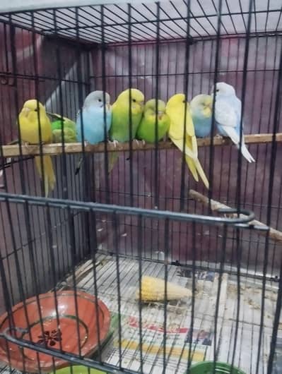 home breed budgie chicks