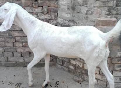 white beeder. cross only