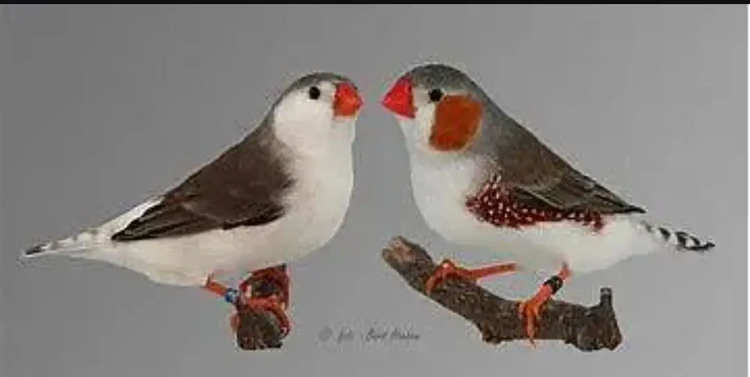 Red munia finch cinemon star finch,Full orange finch, sharftail finch — photo 6