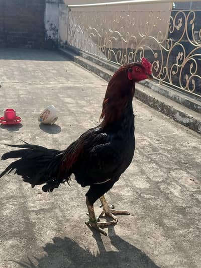 aseel murga for sale