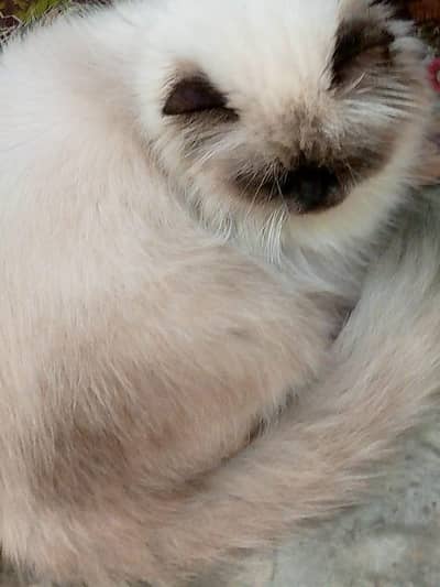 hamalian pression  cat