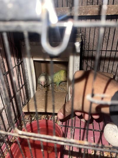 LoveBird Pairs with cage and boxes