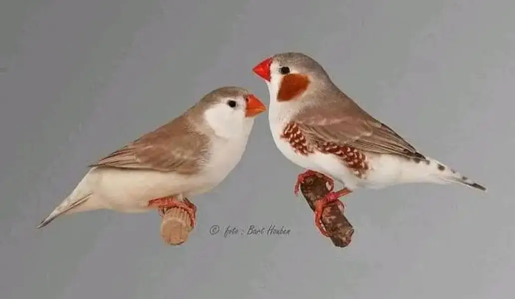 Red munia  finch, Full orange pair,Owl finch pair — photo 6