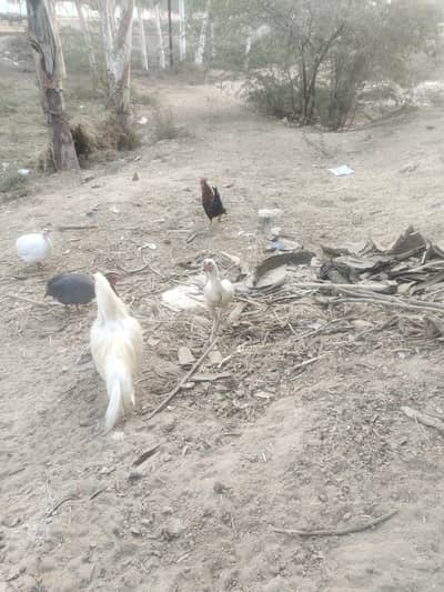 Murgain 3457561484 what up