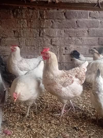 Desi eggs lying hens