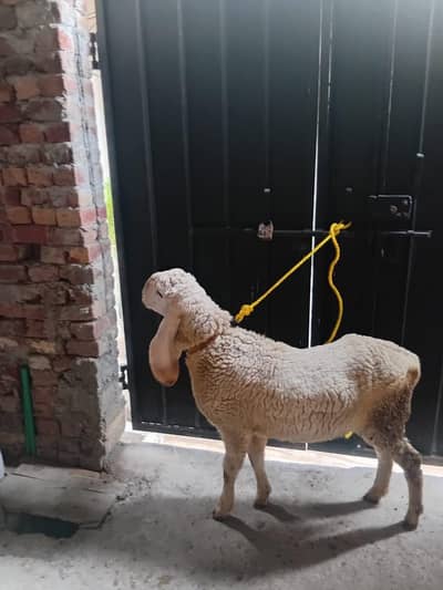 Ghar ke paly huwe 2 kajly chatry Whatsapp rabta Kary 03008847950