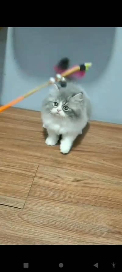 Quality Persian Punch Face Cats & Kittens 03094016734 WhatsApp