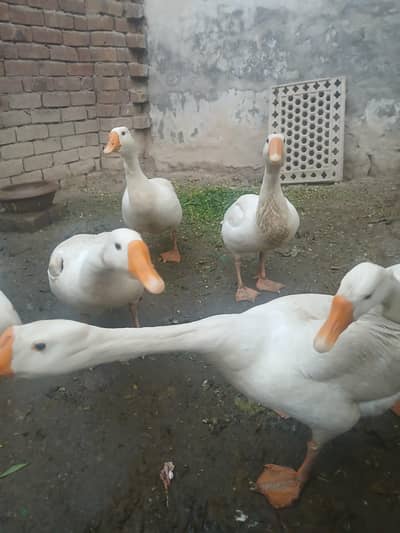 white big ducks for sale