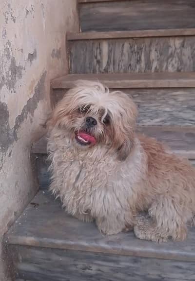 imported Shihtzu stud male for exchange only.