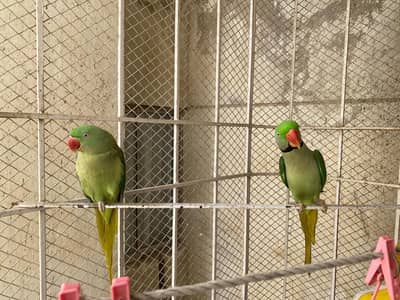 Pahari pair for sale
