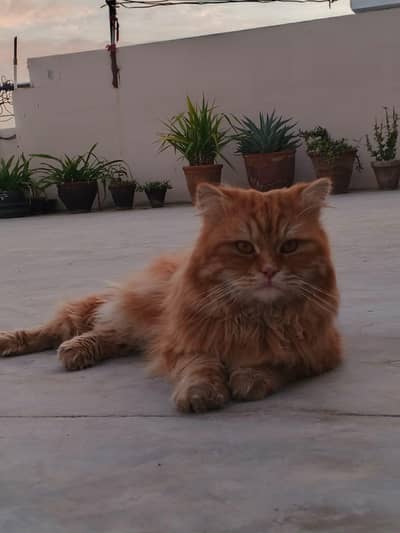 Persian Cat for Sale
