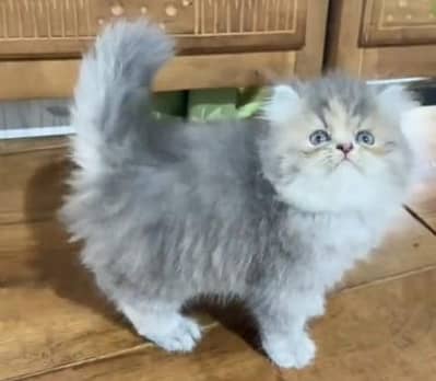 Quality Persian Punch Face Cats & Kittens 03094016734 WhatsApp