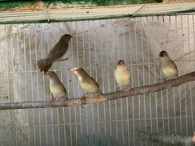 Star finche and Gouldian pathay available