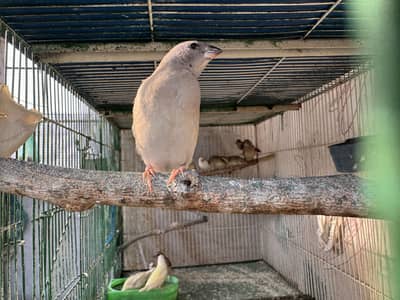 Gouldian pathay available