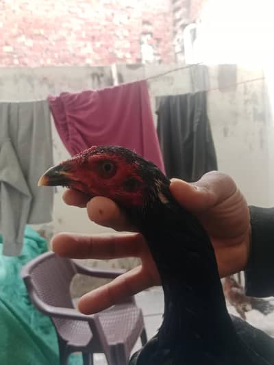 in two females fore sale